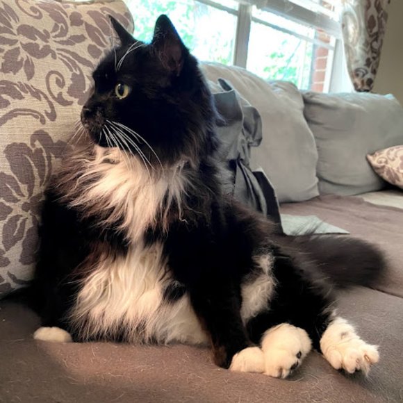 Pet friendly closet! - Picture 1 of 9